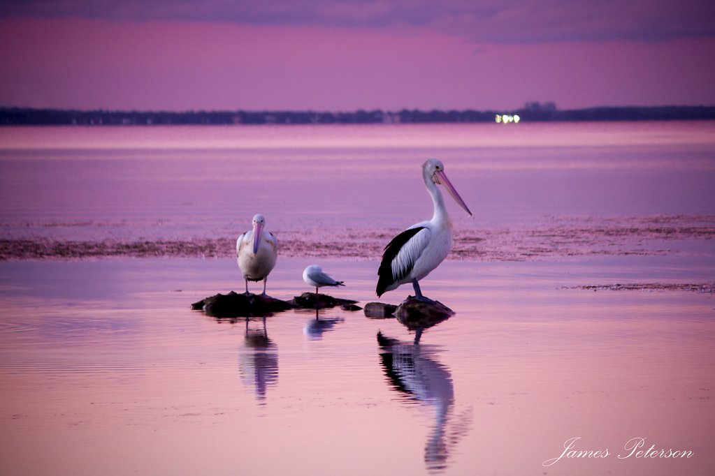 130514-Pelican-TuggerahLakes-1.jpg