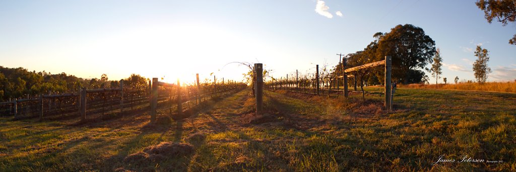 Vineyards - Hunter Valley